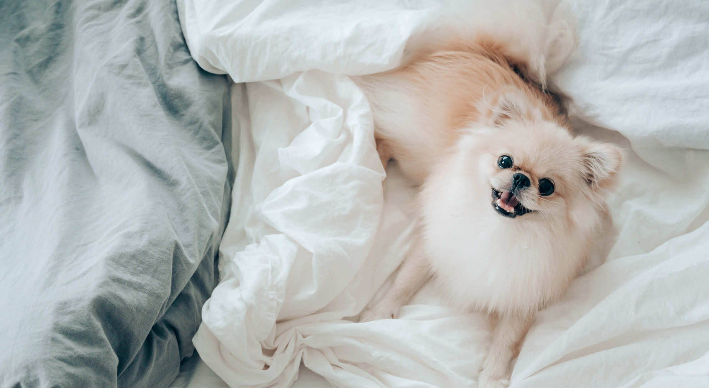 Dog on bed